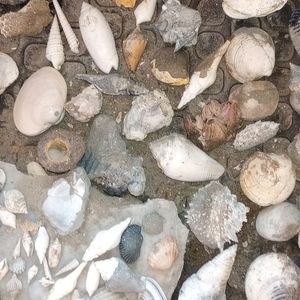 Fossils and shells